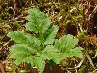 Botrychium multifidum 12, Saxifraga-Hans Grotenhuis