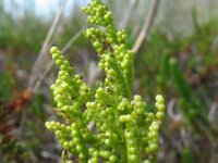 Botrychium multifidum 2, Saxifraga-Rutger Barendse
