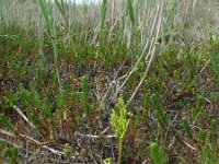 Botrychium multifidum 3, Saxifraga-Rutger Barendse