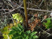 Botrychium multifidum 4, Saxifraga-Rutger Barendse