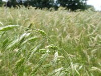Bromus secalinus 18, Dreps, Saxifraga-Rutger Barendse