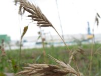 Bromus secalinus 6, Dreps, Saxifraga-Rutger Barendse