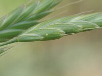 Bromus secalinus 8, Dreps, Saxifraga-Rutger Barendse