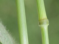 Bromus secalinus 9, Dreps, Saxifraga-Rutger Barendse