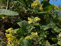 Bryonia verrucosa 11, Saxifraga-Ed Stikvoort