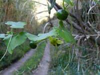 Bryonia verrucosa 2, Saxifraga-Rutger Barendse