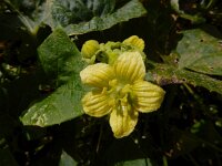 Bryonia verrucosa 3, Saxifraga-Ed Stikvoort