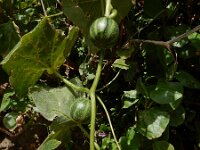 Bryonia verrucosa 4, Saxifraga-Ed Stikvoort