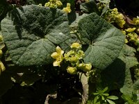 Bryonia verrucosa 5, Saxifraga-Ed Stikvoort