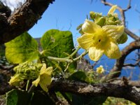 Bryonia verrucosa 6, Saxifraga-Ed Stikvoort