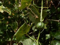 Bryonia verrucosa 7, Saxifraga-Ed Stikvoort