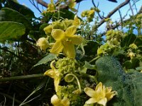 Bryonia verrucosa 8, Saxifraga-Ed Stikvoort