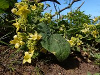 Bryonia verrucosa 9, Saxifraga-Ed Stikvoort
