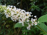 Buddleja davidii 10, Vlinderstruik, Saxifraga-Rutger Barendse