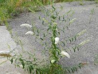 Buddleja davidii 13, Vlinderstruik, Saxifraga-Rutger Barendse