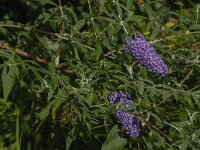 Buddleja davidii 15, Vlinderstruik, Saxifraga-Jan van der Straaten