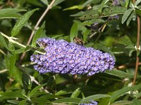 Buddleja davidii 17, Vlinderstruik, Saxifraga-Jan van der Straaten