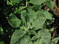 Buddleja davidii 6, Vlinderstruik, Saxifraga-Rutger Barendse