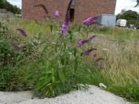 Buddleja davidii 8, Vlinderstruik, Saxifraga-Rutger Barendse