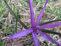 Bulbocodium vernum 4, Saxifraga-Rutger Barendse