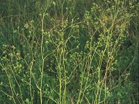Bupleurum rigidum ssp paniculatum 2, Saxifraga-Inigo Sanchez