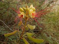 Caesalpinia gilliesii 2, Saxifraga-Ed Stikvoort
