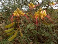 Caesalpinia gilliesii 3, Saxifraga-Ed Stikvoort