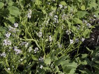 Cakile arctica 4, Saxifraga-Willem van Kruijsbergen