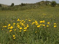 Calendula arvensis 15, Akkergoudsbloem, Saxifraga-Willem van Kruijsbergen