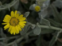 Calendula arvensis 20, Akkergoudsbloem, Saxifraga-Willem van Kruijsbergen