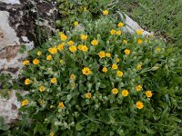 Calendula arvensis 29, Akkergoudsbloem, Saxifraga-Ed Stikvoort