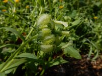 Calendula arvensis 35, Akkergoudsbloem, Saxifraga-Ed Stikvoort