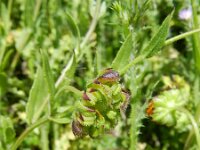 Calendula arvensis 37, Akkergoudsbloem, Saxifraga-Rutger Barendse