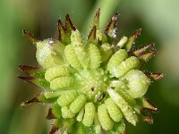Calendula arvensis 39, Akkergoudsbloem, Saxifraga-Sonja Bouwman  Akkergoudsbloem - Calendula arvensis - Asteraceae familie