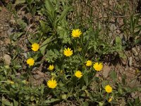 Calendula arvensis 6, Akkergoudsbloem, Saxifraga-Jan van der Straaten