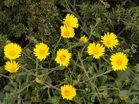 Calendula officinalis 10, Tuingoudsbloem, Saxifraga-Jan van der Straaten