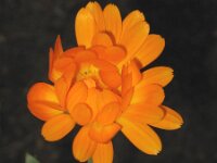 Calendula officinalis 2, Tuingoudsbloem, Saxifraga-Rutger Barendse