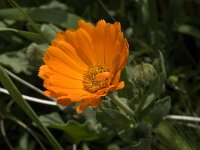 Calendula officinalis 5, Tuingoudsbloem, Saxifraga-Jan van der Straaten