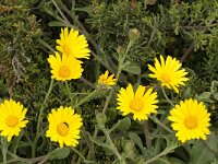 Calendula officinalis 9, Tuingoudsbloem, Saxifraga-Jan van der Straaten