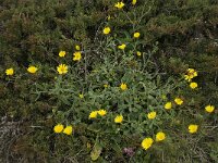 Calendula suffruticosa ssp algarbiensis 1, Saxifraga-Willem van Kruijsbergen