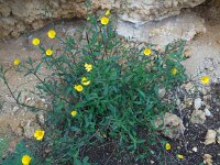 Calendula suffruticosa ssp algarbiensis 10, Saxifraga-Ed Stikvoort