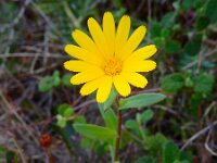 Calendula suffruticosa ssp algarbiensis 11, Saxifraga-Ed Stikvoort