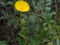 Calendula suffruticosa ssp algarbiensis 12, Saxifraga-Ed Stikvoort