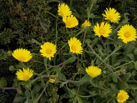 Calendula suffruticosa ssp algarbiensis 2, Saxifraga-Willem van Kruijsbergen