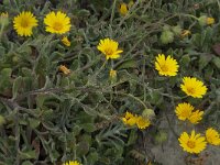Calendula suffruticosa ssp algarbiensis 3, Saxifraga-Willem van Kruijsbergen
