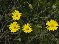 Calendula suffruticosa ssp algarbiensis 4, Saxifraga-Willem van Kruijsbergen