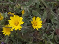Calendula suffruticosa ssp algarbiensis 5, Saxifraga-Willem van Kruijsbergen