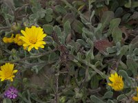 Calendula suffruticosa ssp algarbiensis 6, Saxifraga-Willem van Kruijsbergen