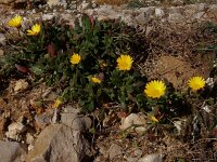 Calendula suffruticosa ssp algarbiensis 7, Saxifraga-Peter Meininger