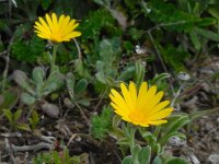 Calendula suffruticosa ssp algarbiensis 9, Saxifraga-Ed Stikvoort